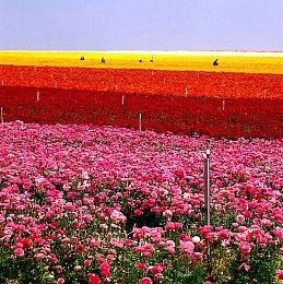 《地平线：西之绝境》开发商正优先解决各种画面问题